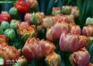 Tulipa Sensual Touch ® (2)